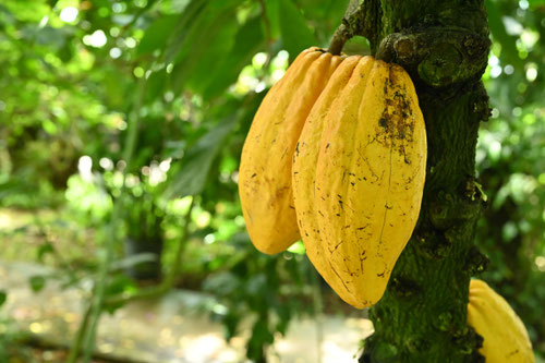 かかお,植物,カカオ