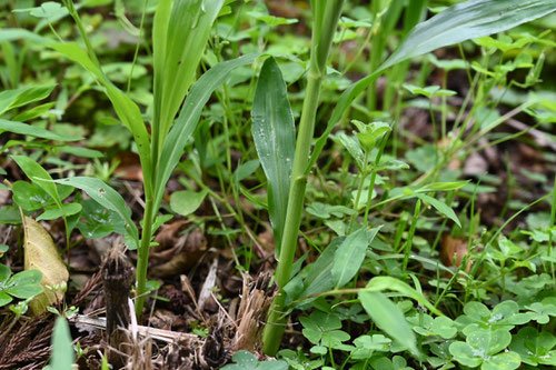 Gromwell reed/Job's Tears