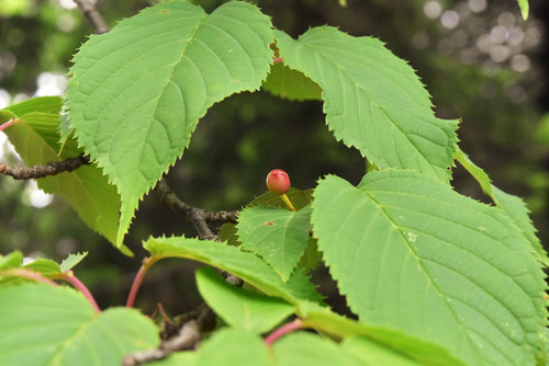 果実,大山桜