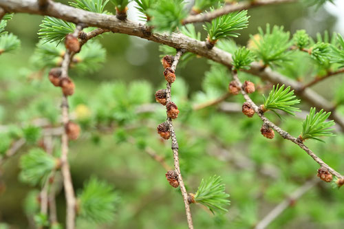 唐松,開花,からまつ,落葉松