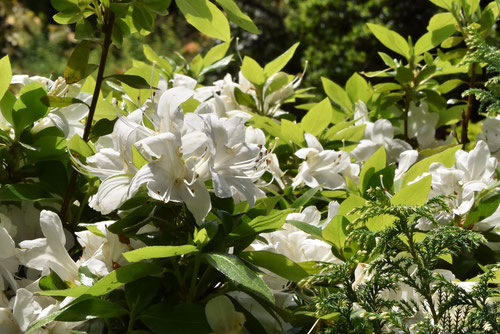 白い花のツツジ