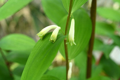 アマドコロの花,あまどころ