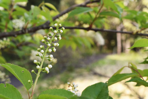 Japanese bird cherry