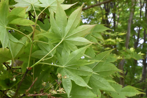 ヤマモミジ,やまもみじ,yamamomiji