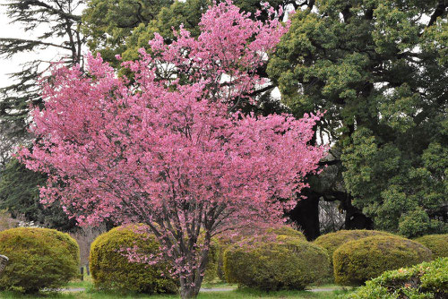 マメザクラ,早春桜,品種