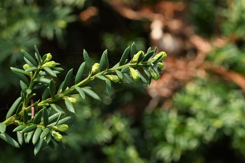 きゃらぼく,Dwarf Japanese yew