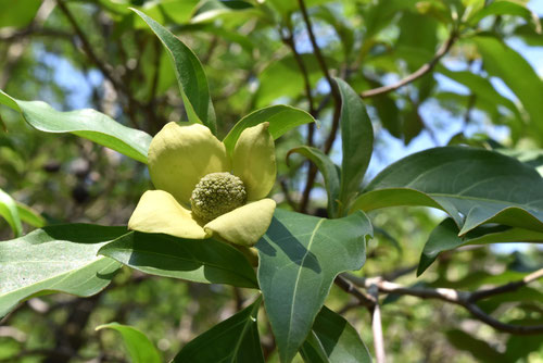 黄色いヤマボウシの花,ヒマラヤヤマボウシ