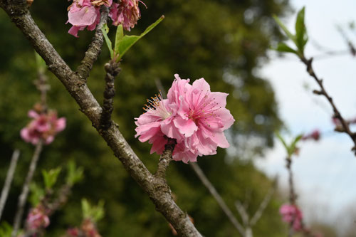 ２月に咲く花木