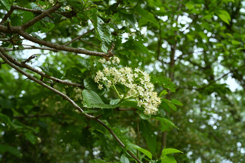 5月に花が咲く木