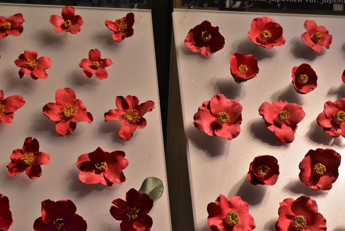 ヤブツバキ,種類,やぶつばき,椿