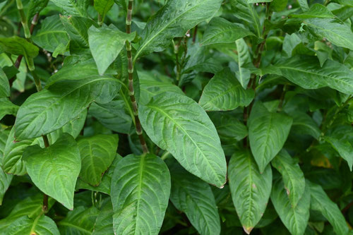 藍染めの草木,あい,植物,タデアイ