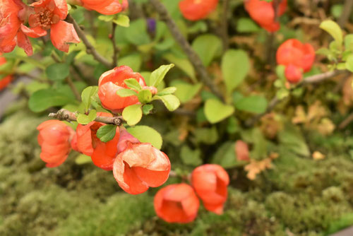 くさぼけ,開花時期,クサボケ,草木瓜