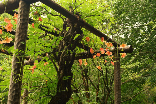 Trumpet Flower in Japan
