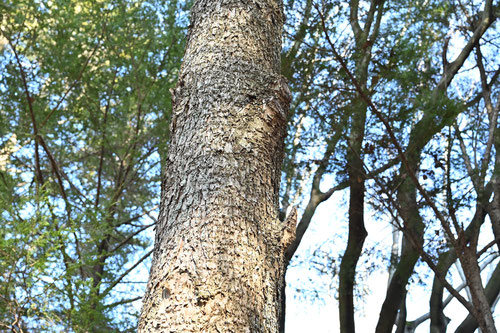 ツガの木の樹皮
