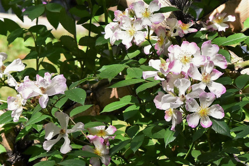 ピンクの花,ノイバラ,のいばら