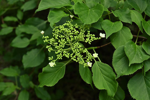 Climbing Hydrangea