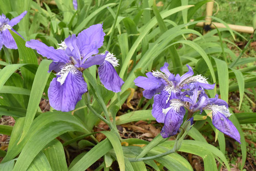 菖蒲みたいな花,いちはつ,植物