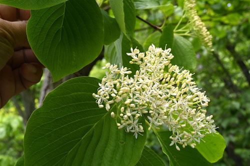 みずき,樹木,植物,水木,ミズキ