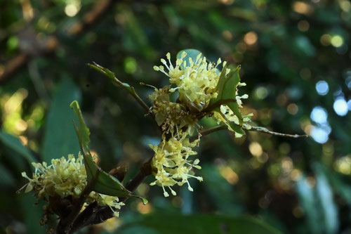シロダモの花,開花時期,しろだも