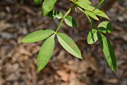 フダンザンショウの木
