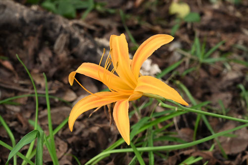 のかんぞう,開花期