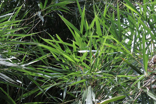 Okinawa bamboo