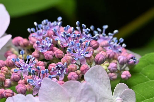 さわあじさい,両性花,沢アジサイ
