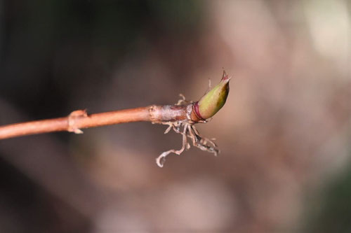 つるあじさい,蔓紫陽花,新芽