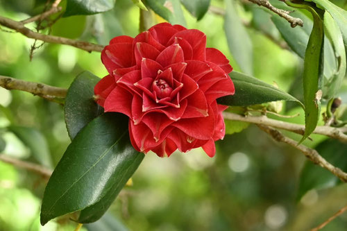 紅くて八重咲きの椿