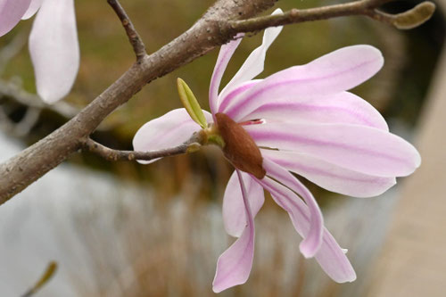 シデコブシの花,しでこぶし