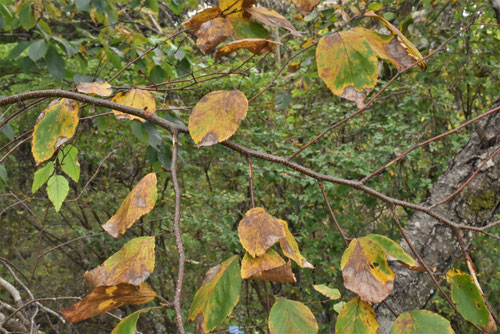 Japanese hard birch