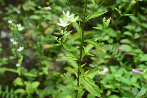 あけぼのそう,植物,アケボノソウ