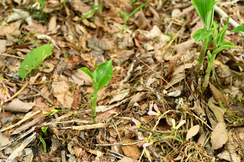 やぶみょうが,植物,ヤブミョウガ,藪茗荷