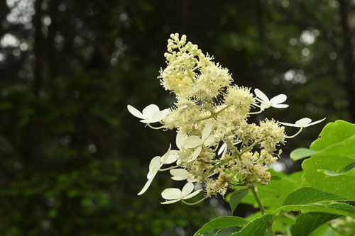 ノリウツギ,のりうつぎ,花言葉