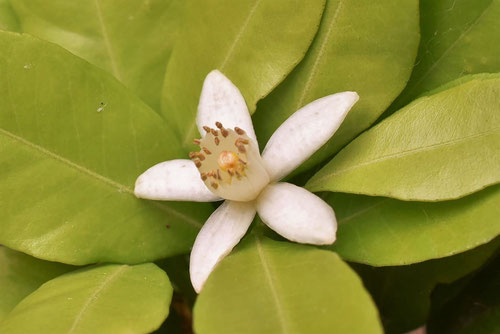 花柚子の花,画像,ハナユ
