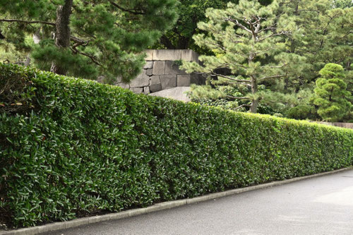 珊瑚樹の生垣,皇居東御苑