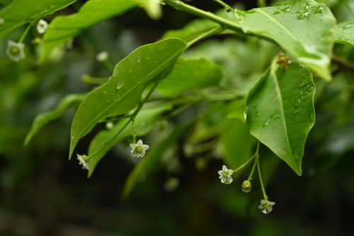 ソヨゴ,めばな,メバナ,そよご