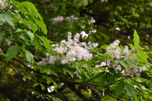 Japanese ash,picture,round leaf