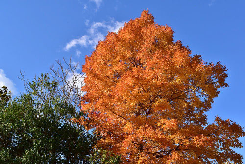 楓,フウ,紅葉,たいわんふう