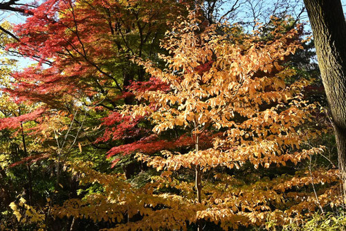 ミズキ,Giant dogwood,みずき
