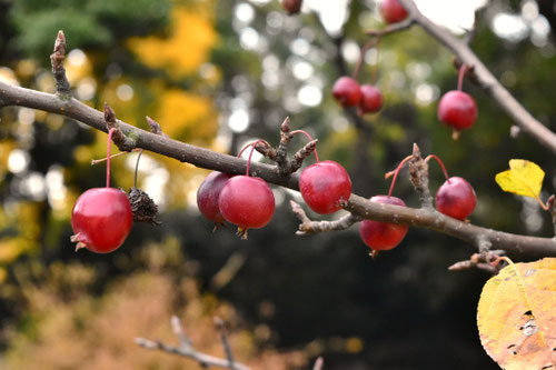 小さなりんごのなる木