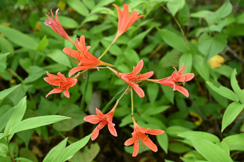 きつねのかみそり,有毒植物