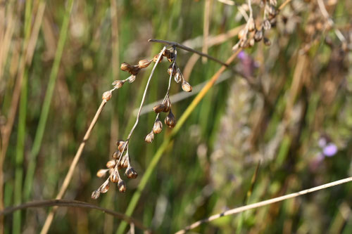 イグサ,井草,種,いぐさ