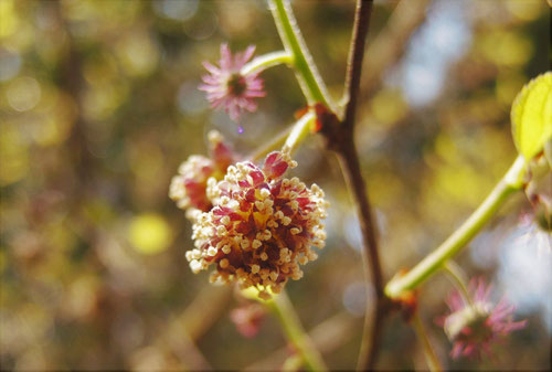 雌雄の花,姫楮,ひめこうぞ,ヒメコウゾ