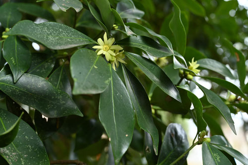 Flowering trees in August in March in Japan