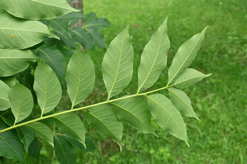 Amur　Corktree