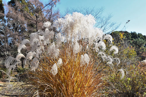 ススキ,すすき,Japanese pampas grass