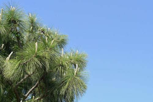 大王松,だいおうしょう,ダイオウショウ