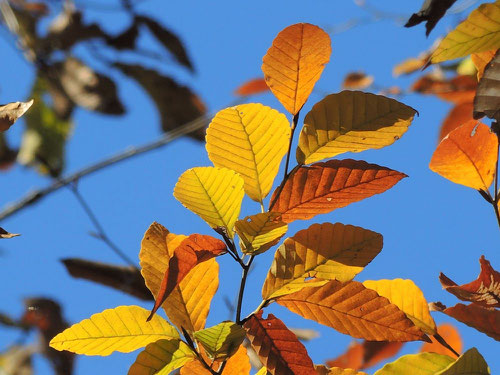 ブナの黄葉,ぶな,紅葉