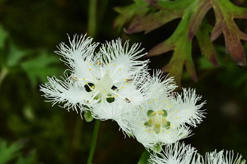 シラヒゲソウの花